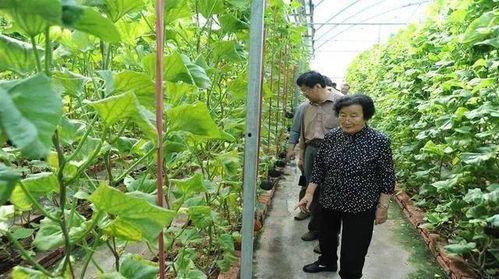 乐平吃瓜最新事件爆料是真的吗,最新爆料真相揭秘  第3张