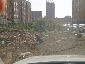 临河爆料后续情况最新,真相大白,事件走向揭秘 第2张 临河爆料后续情况最新,真相大白,事件走向揭秘 第2张