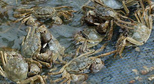 盘锦纵横河蟹爆料事件最新,揭秘背后真相与行业风波  第3张