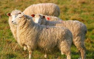 羊了个羊娱乐最新爆料,揭秘游戏背后的秘密与惊喜  第3张